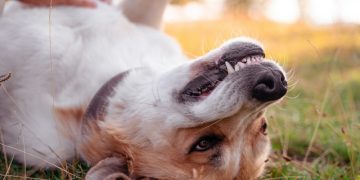 Как следить за зубами, чтобы избежать кариеса