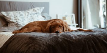 Опасно ли для здоровья спать рядом с кошкой или собакой? Что говорят ученые