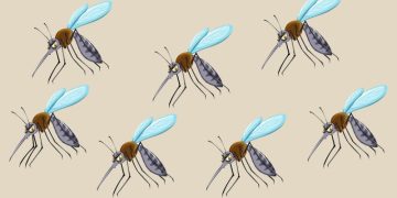 Тест: проверьте зрение — вычислите за 10 секунд «особенного» комара