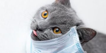 Началась пандемия кошачьего коронавируса: на Кипре погибли 300 000 кошек