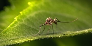 Все, что вы хотели знать о комарах: 4 научных факта