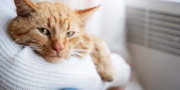 Эксперты назвали три причины, чтобы завести в доме кота