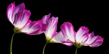 Как избавиться от храпения и бессонницы с помощью комнатных растений — советы врача