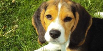 Названы восемь болезней, которые собаки могут унюхать на ранних стадиях