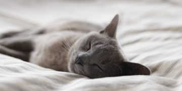 Без них бессонница: 3 витамина, необходимых для хорошего сна