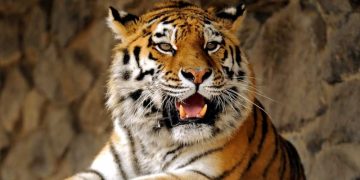 Тигр напал на сторожа пасеки в Приморье, мужчина госпитализирован