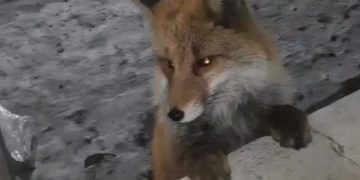 Чудеса случаются: лиса приручила людей, а замерзающим бамовцам привалило 150 миллионов