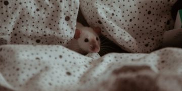 Попугаи, хорьки, хомяки, крысы: какими неприятными болезнями могут заразить вас эти питомцы