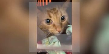 Двух человек и кота спасли из пожара на востоке Москвы