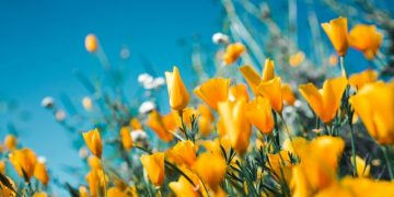 Как аллергикам подготовиться к сезону цветения. Объясняет аллерголог