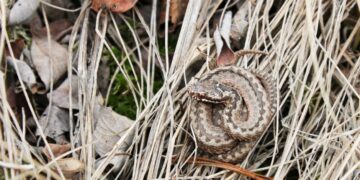 Россиянам рассказали, как действовать после укуса змеи