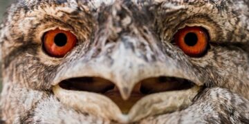 Покраснение глаз: почему оно появляется и как бороться