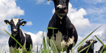 Птичий грипп перешел на коров: до людей осталось немного