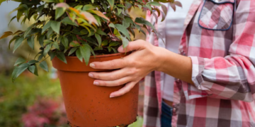 Зеленый рай в один клик: преображаем сад с помощью онлайн-покупок растений