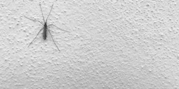 Энтомолог оценил, могут ли фумигаторы от комаров навредить людям