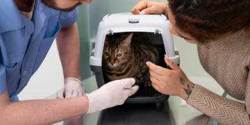 Кастрация домашних питомцев: что важно знать о здоровье и благополучии